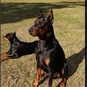 Meet your Posher, Cody